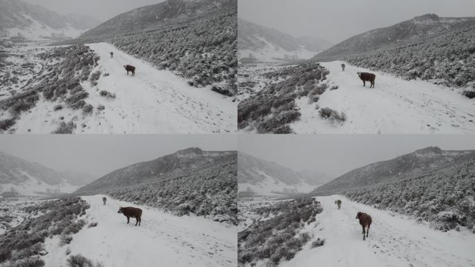 春雪 大通 风景 大山 树木 雪