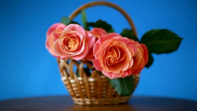 一束美丽的粉红玫瑰孤立在蓝色上
