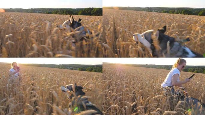 西伯利亚雪橇犬的侧视图在日落时在草地上的高大小穗中快速奔跑给她的女主人。在夏日，跟随年轻的家畜在金色
