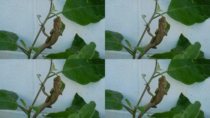 花园蜥蜴抓在鸡蛋植物树枝上。