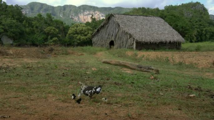 古巴Vinales山谷咖啡和烟草种植园的农民小屋的鸡