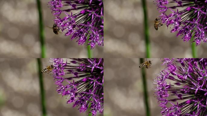 洋葱花上的蜜蜂
