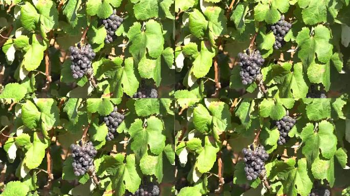 特内里费岛的葡萄园，9月的黑葡萄