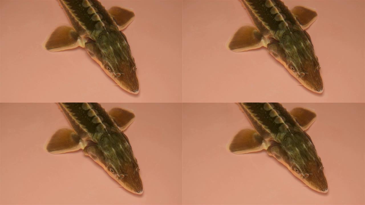 粉红色水箱中的幼st鱼，特写镜头