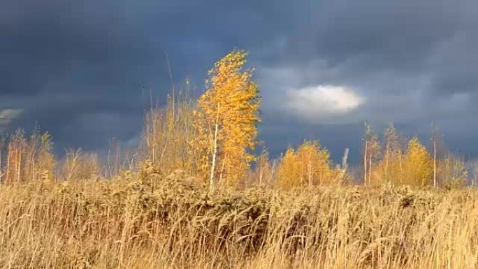 戏剧性的天空。乌云密布。风照亮的干黄草使风飘动。黄叶桦木。等待暴风雨。