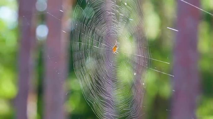 近距离观察网中心的棕色蜘蛛