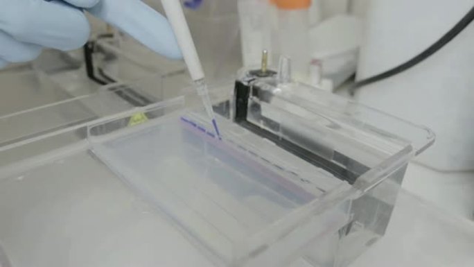 在大学的遗传实验室中，研究人员将样品移液到电泳凝胶中的手持照片