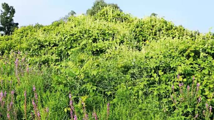 入侵物种，日本虎杖，Fallopia japonica 4K