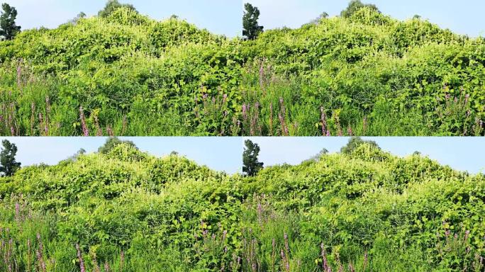 入侵物种，日本虎杖，Fallopia japonica 4K