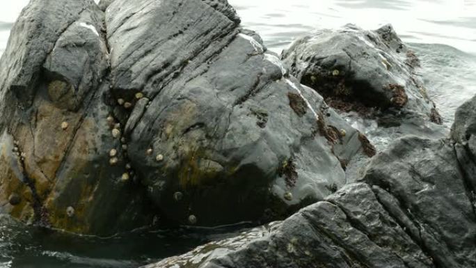 岸上有小蛤和软体动物的海洋岩石
