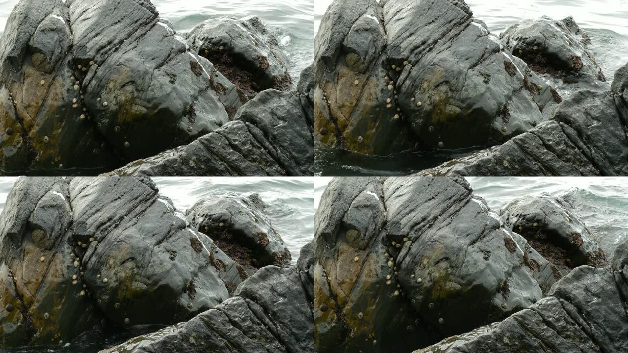 岸上有小蛤和软体动物的海洋岩石