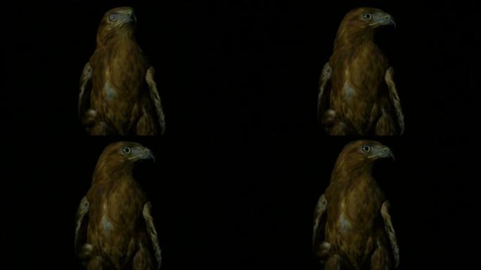 沙漠鹰眼在夜间慢动作中聚焦目标