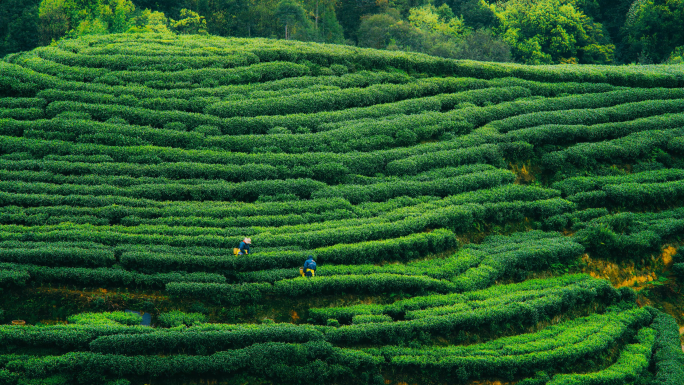 茶园茶叶春茶树村茶海采茶茶园航拍绿茶