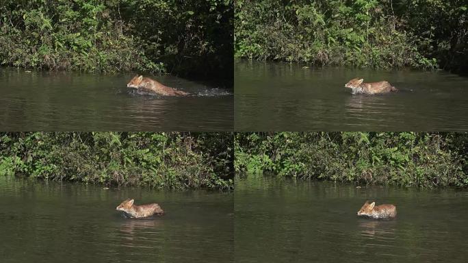 红狐，vulpes vulpes，成年渡河，法国诺曼底，慢动作