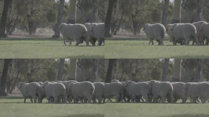 公羊在澳大利亚农场的围场中，慢动作