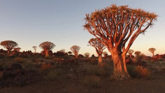 日落时的颤抖树-纳米比亚