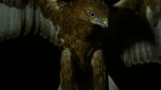 沙漠之鹰在夜晚展翅