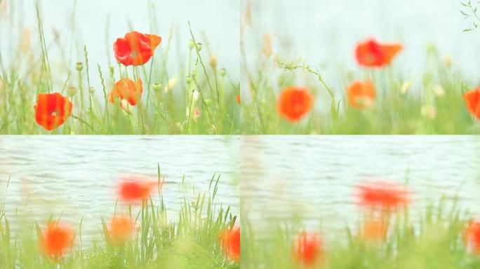 草地上的红色罂粟花