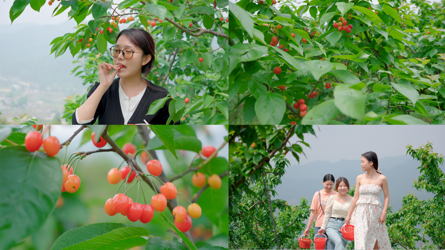 采摘园绿叶下的樱桃高清摄影大图-千库网