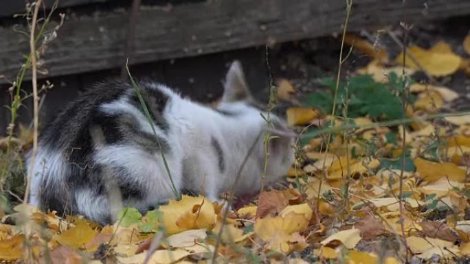 白灰猫吃它的食物