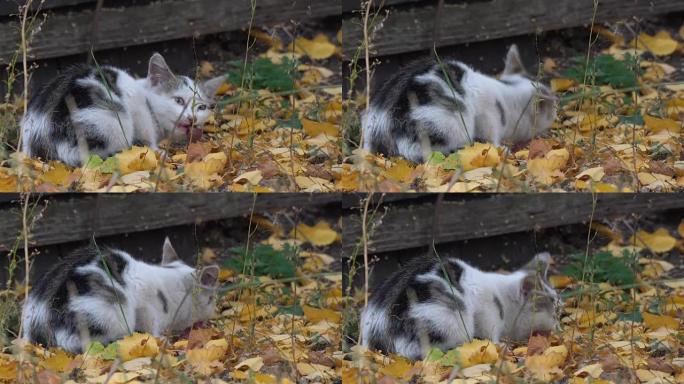 白灰猫吃它的食物