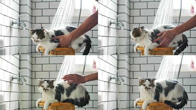 一个男人在带淋浴的浴室里为他的苏格兰折叠猫洗澡。