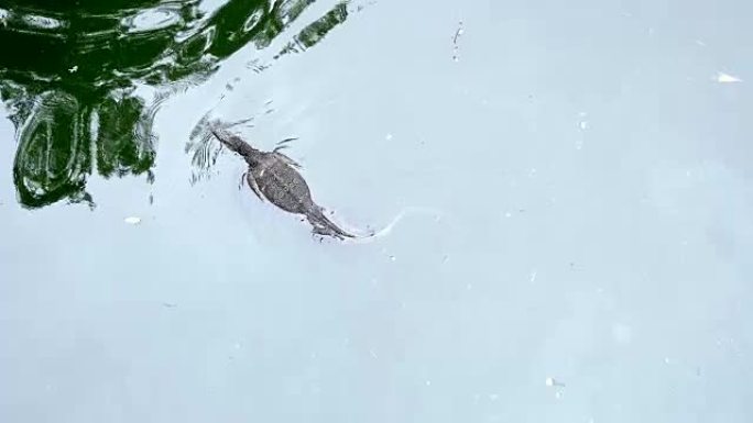 水监控蜥蜴在水中游泳。视频4k慢动作