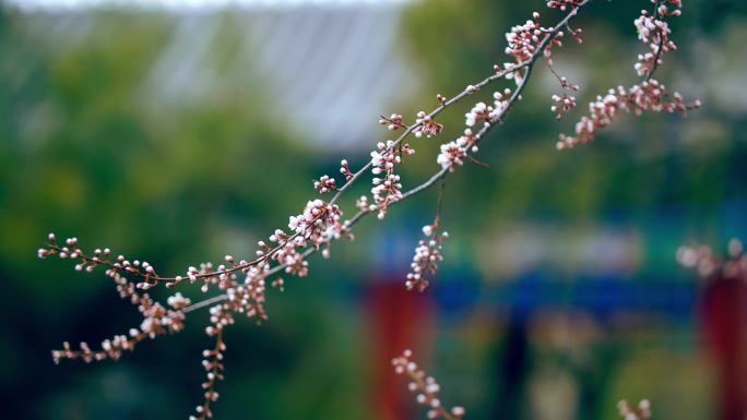 古风意境桃花花苞花枝春风中摇曳