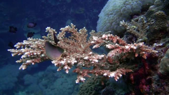 鹿角珊瑚 (Acropora) 与雀鲷 (Dascyllus trimaculatus) 浅滩的新生