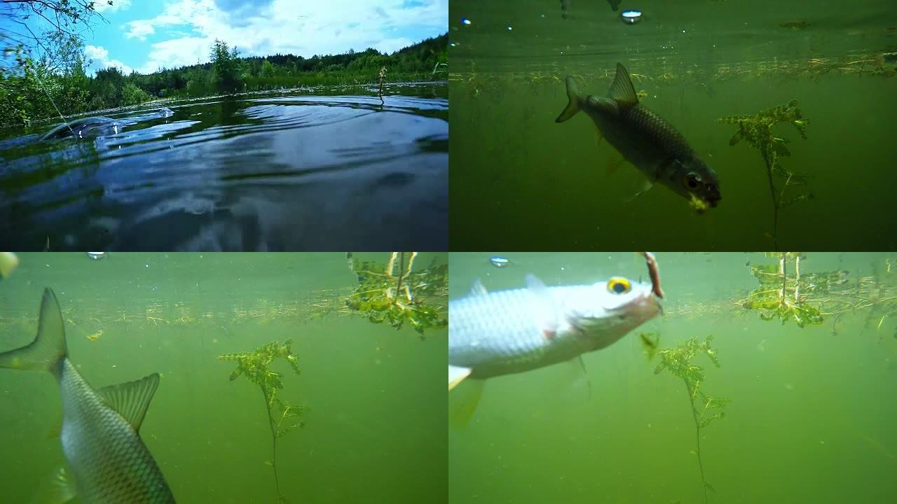 钩子上的普通蟑螂。在淡水湖钓鱼的水下视频。