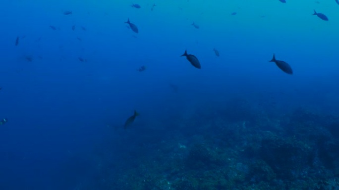 在海底礁游泳的扇形锤头鲨群