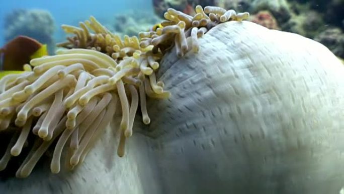 马尔代夫海底的海葵actinia和鲜橙色小丑鱼。