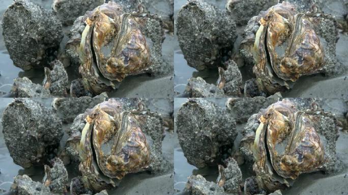 贝壳银行与太平洋牡蛎在国家公园瓦登海，Magallana gigas，退潮，贻贝床，北海