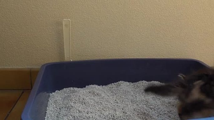 一只灰色的小猫在垃圾中大便，掩埋粪便。