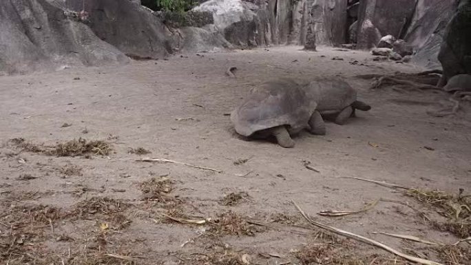 塞舌尔户外的巨型乌龟
