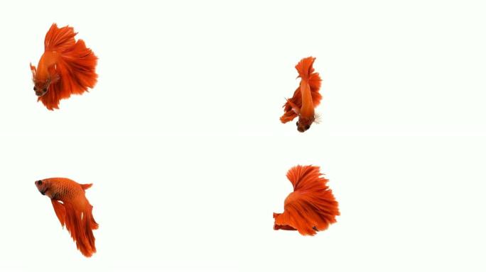 红色橙色连体斗鱼，半月形尾巴在孤立的白色背景前游泳。