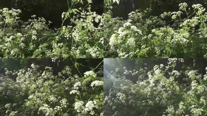 虎耳草，称为burnet-虎耳草，固体刺虎耳草，小刺虎耳草