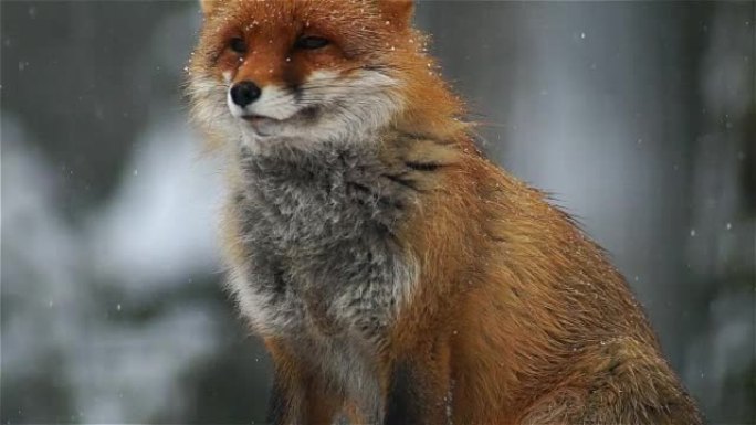 狐狸的肖像 (垂直全景)