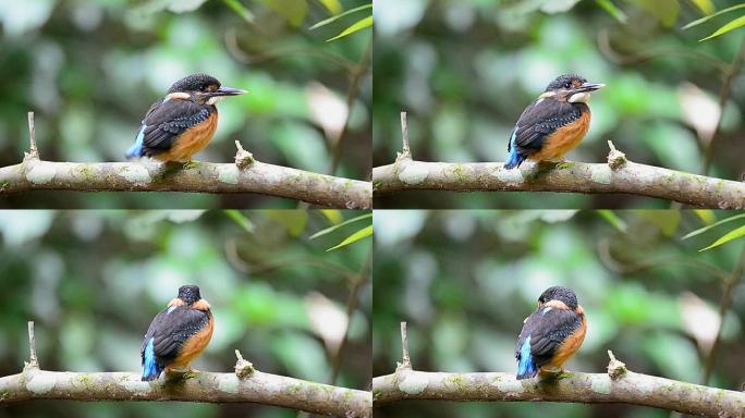 蓝带翠鸟 (Alcedo euryzona)