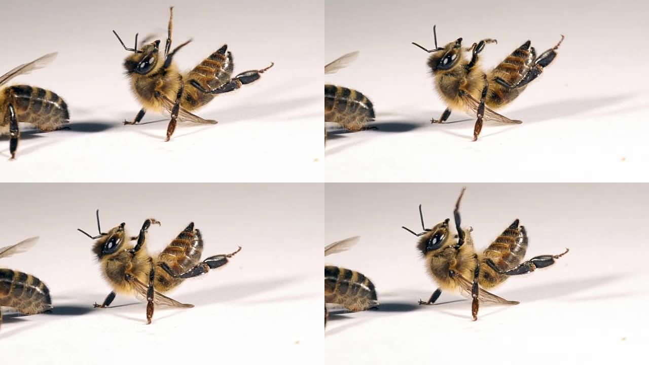 欧洲蜜蜂，apis mellifera，白色背景上的黑蜜蜂试图转身，诺曼底，实时4K