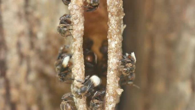 无刺蜜蜂在蜂巢周围移动