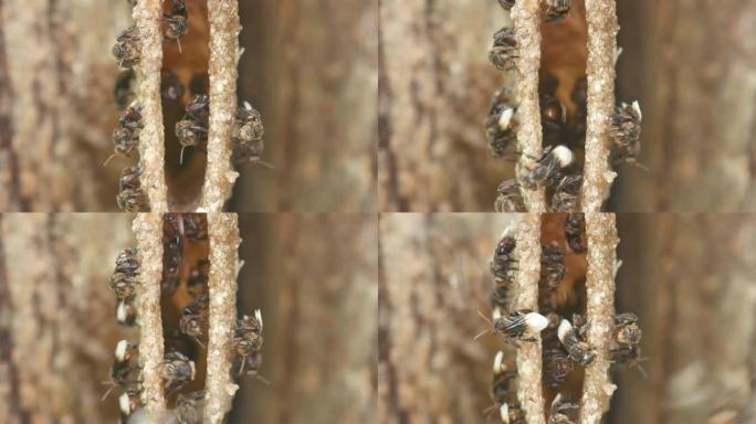 无刺蜜蜂在蜂巢周围移动