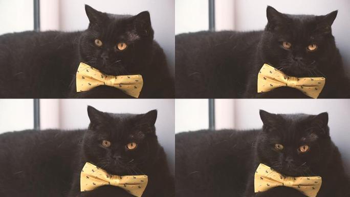 黑猫。黄色蝴蝶结的黑猫在窗台上