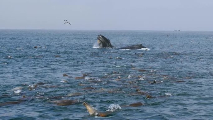 座头鲸、海狮和鸟类在美国蒙特雷湾一起狩猎