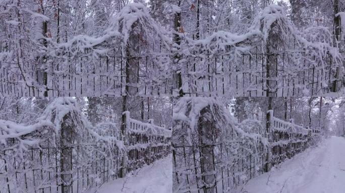 冬季森林中的铁栅栏，野葡萄，冬季森林，积雪覆盖的树木