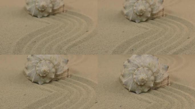走近躺在波浪形沙滩上的美丽贝壳。