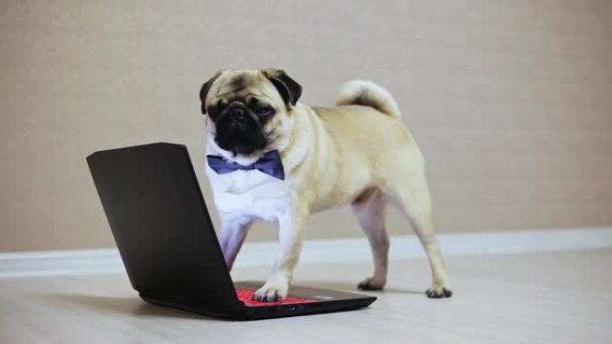 优雅的哈巴狗在笔记本电脑上工作，穿着蝴蝶看电影，站在键盘上的爪子，看着相机