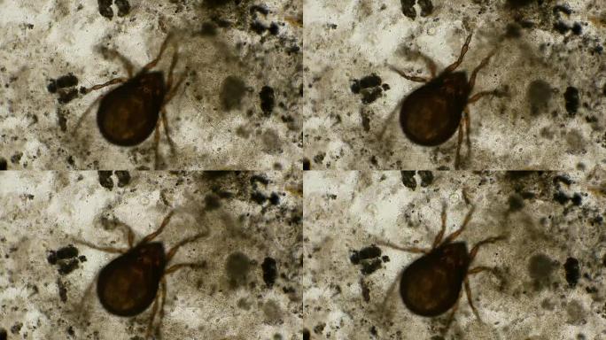 节肢螨蛛形纲，在显微镜下