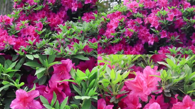 红色日本大村杜鹃花红花朵