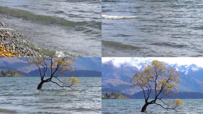 新西兰南岛瓦纳卡湖的那棵瓦纳卡树孤独的树。